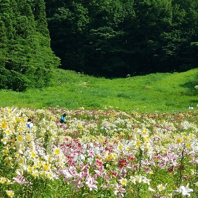 f:id:Crane221083:20180729112303j:image f:id:Crane221083:20180729112303j:image