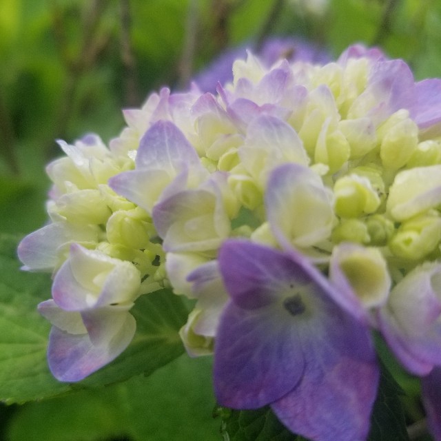 f:id:Crane221083:20190623205030j:image