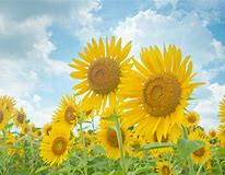 f:id:Crazy_Boar:20190825225211j:plain f:id:Crazy_Boar:20190825225211j:plain