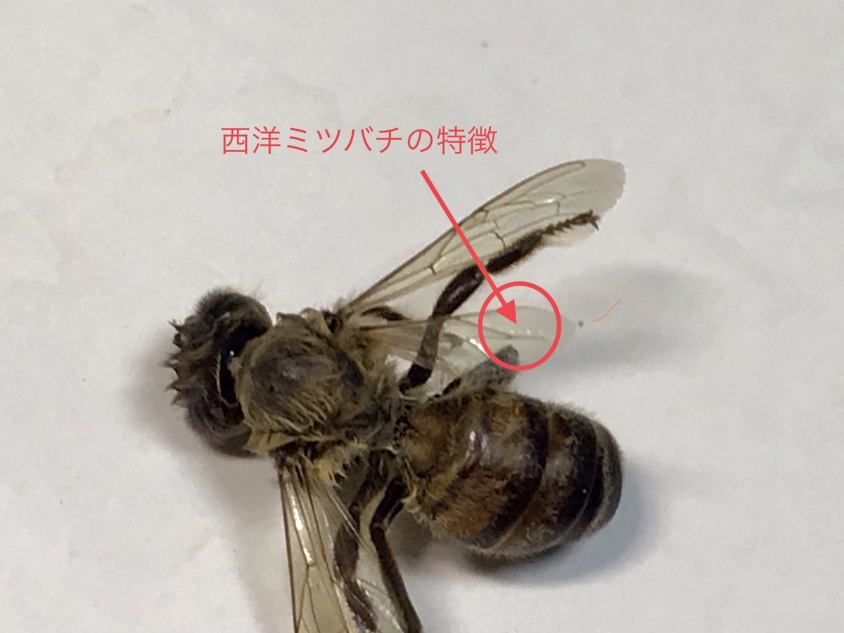 f:id:CreativeWriting:20200924200508j:plain