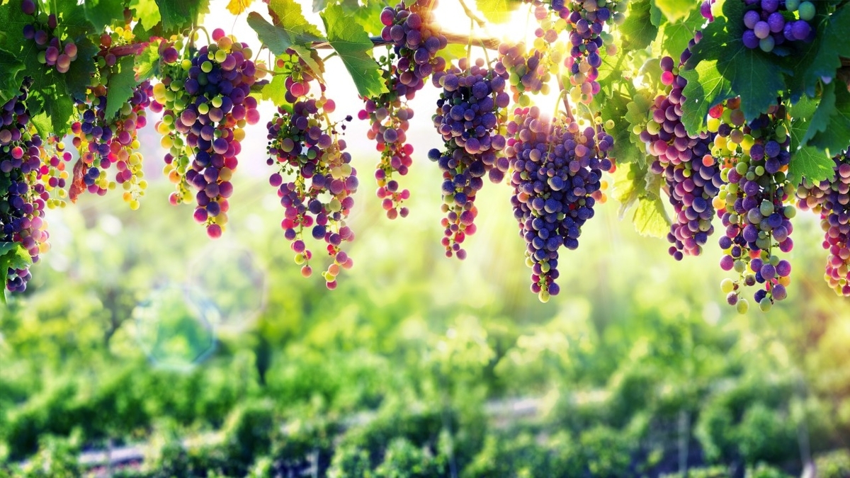 f:id:CrepidA:20200811150459j:plain f:id:CrepidA:20200811150459j:plain