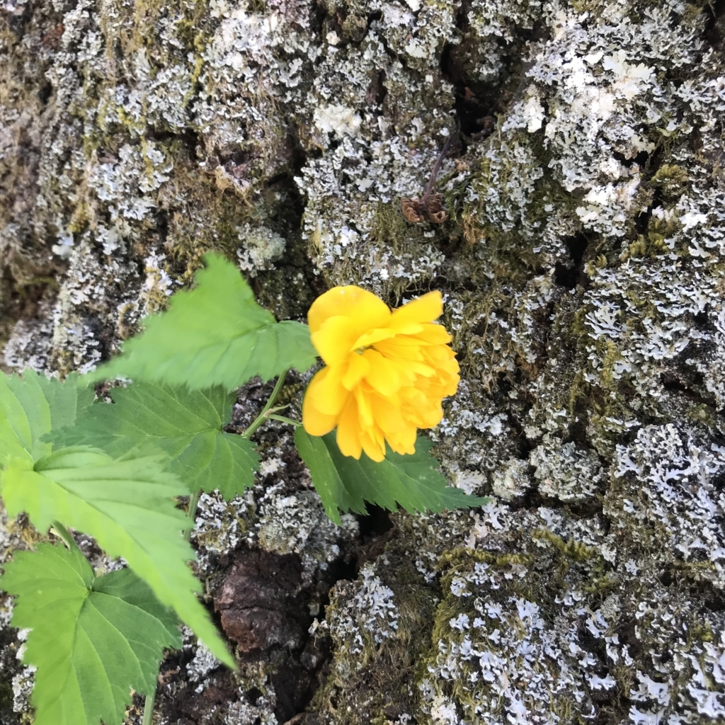 f:id:Croissantlune:20180504072024j:plain