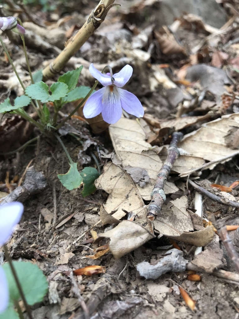 f:id:Croissantlune:20180504072441j:plain