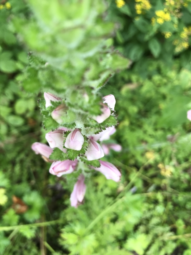f:id:Croissantlune:20180831102004j:plain f:id:Croissantlune:20180831102004j:plain