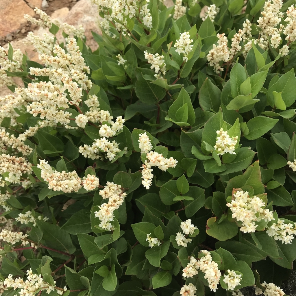 f:id:Croissantlune:20180831102439j:plain f:id:Croissantlune:20180831102439j:plain