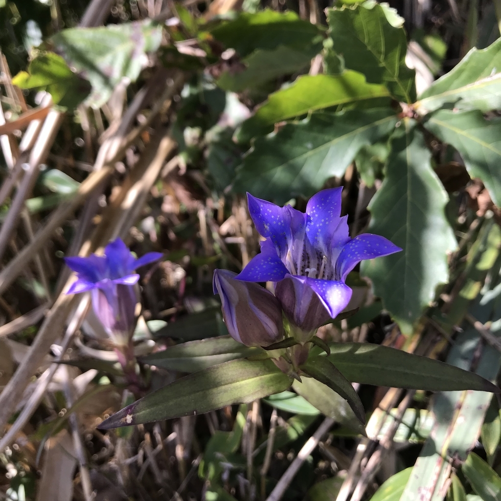 f:id:Croissantlune:20181031113526j:plain