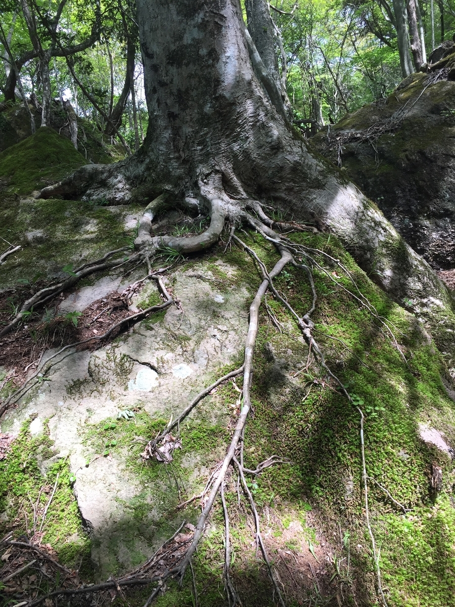f:id:Croissantlune:20190723224358j:plain f:id:Croissantlune:20190723224358j:plain