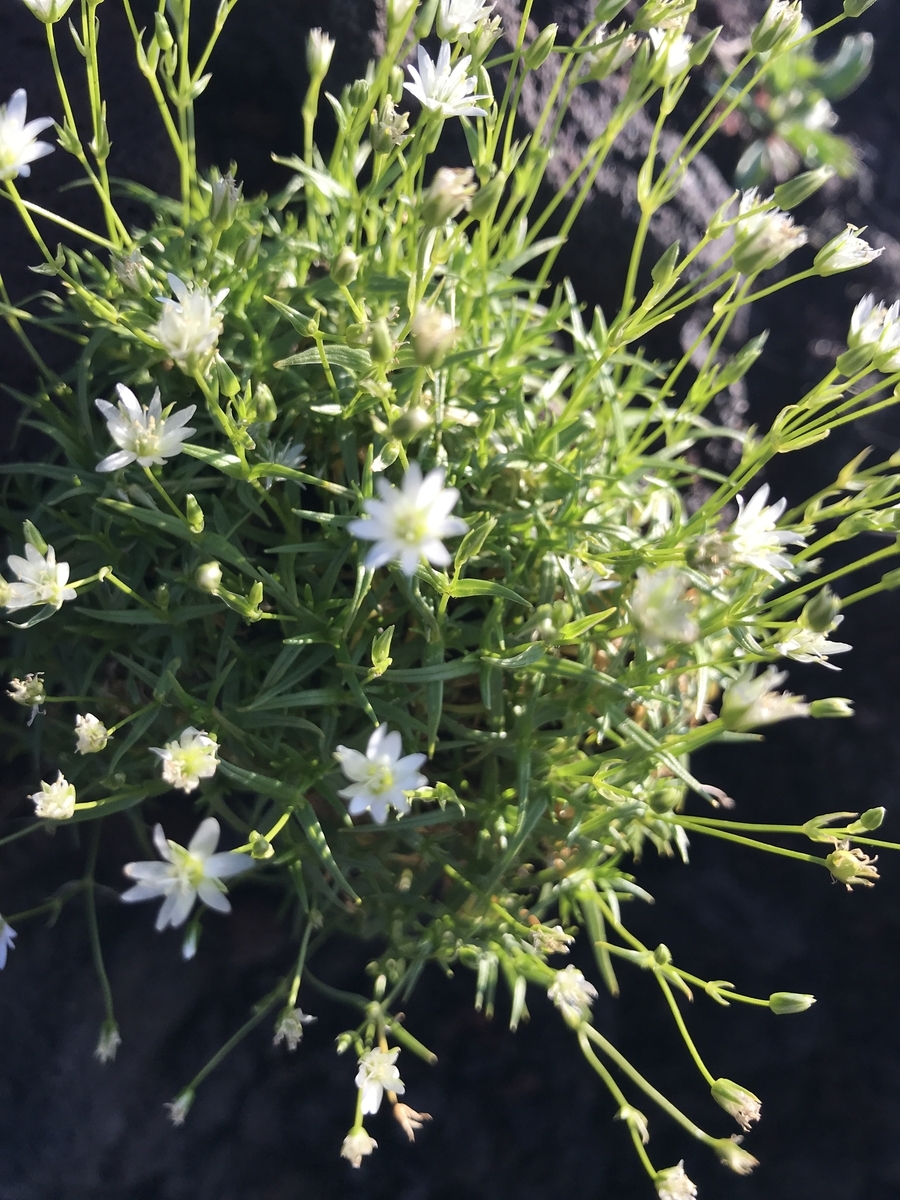 f:id:Croissantlune:20190824214755j:plain f:id:Croissantlune:20190824214755j:plain