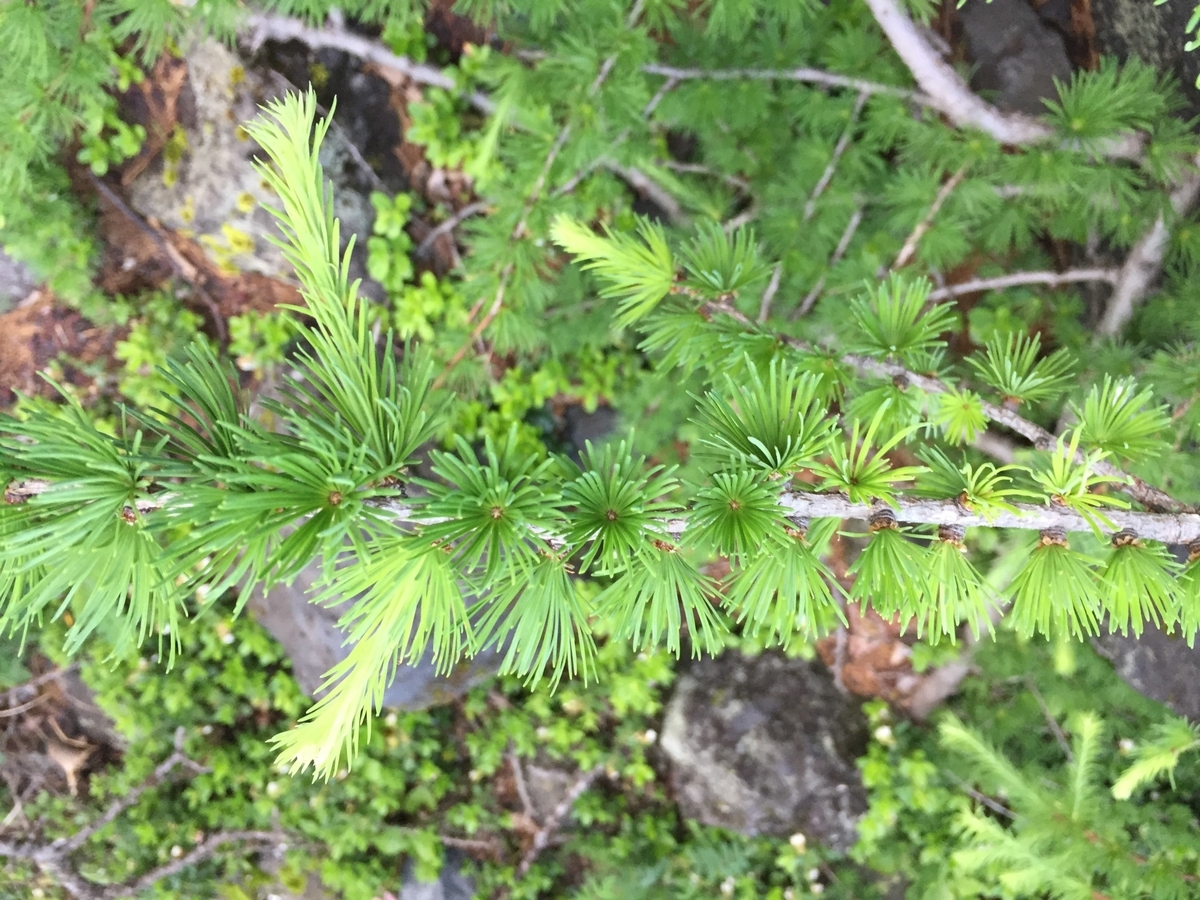 f:id:Croissantlune:20190824220347j:plain f:id:Croissantlune:20190824220347j:plain