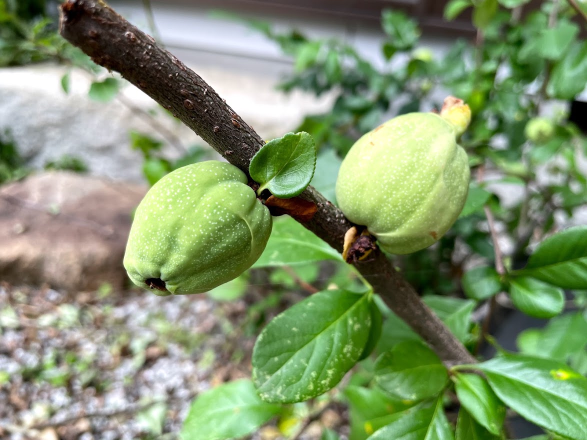 f:id:Croquis009:20210526172006j:plain