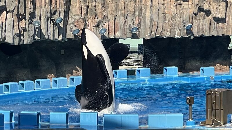 バラ売りOK 名古屋港水族館 シャチくじ 3等 白 アルビノ