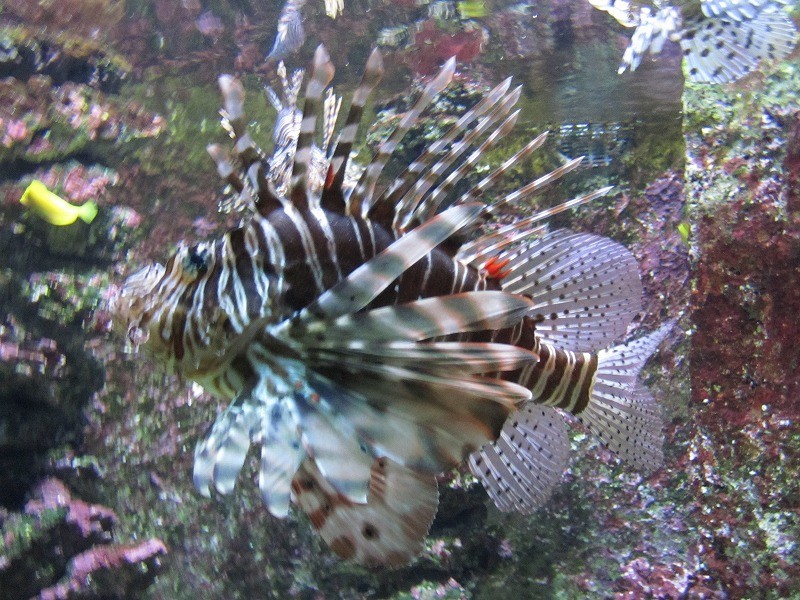 f:id:Csomor:20130726141053j:image:w360 f:id:Csomor:20130726141053j:image:w360