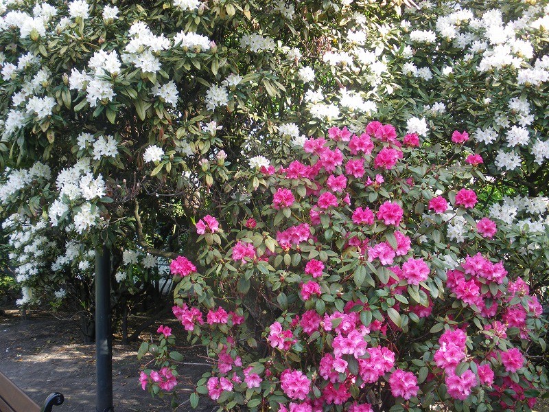 f:id:Csomor:20130726141429j:image:w360 f:id:Csomor:20130726141429j:image:w360