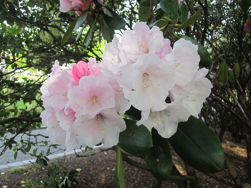 f:id:Csomor:20130726141431j:image:w360 f:id:Csomor:20130726141431j:image:w360