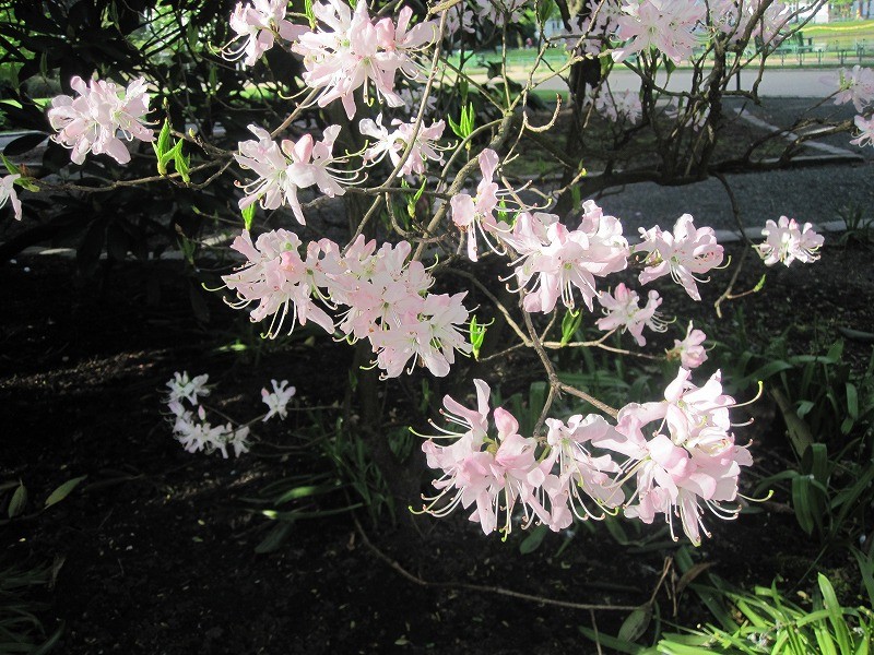 f:id:Csomor:20130726141432j:image:w360 f:id:Csomor:20130726141432j:image:w360