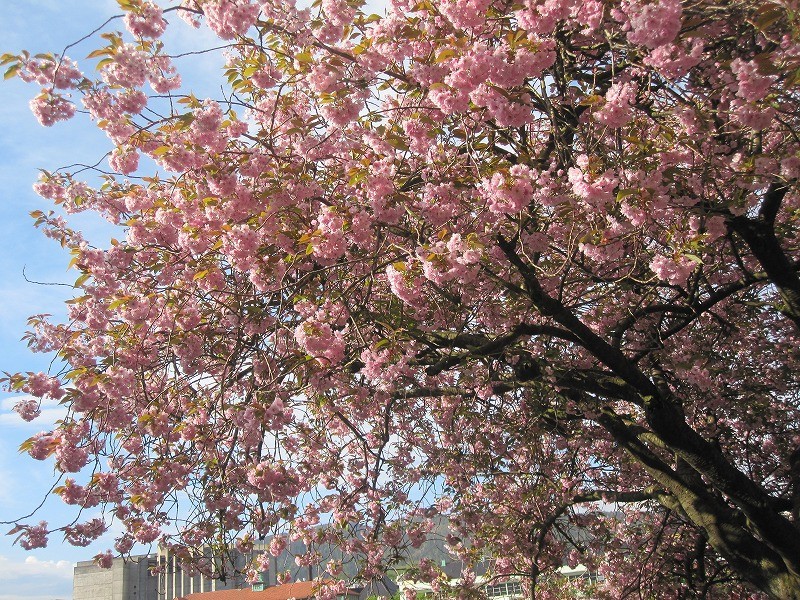 f:id:Csomor:20130726141433j:image:w360 f:id:Csomor:20130726141433j:image:w360