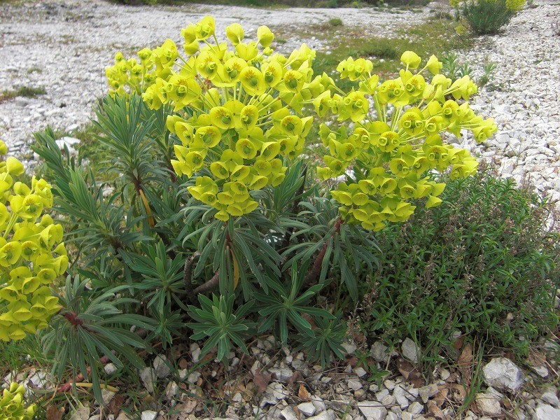 f:id:Csomor:20140425211526j:image:w360