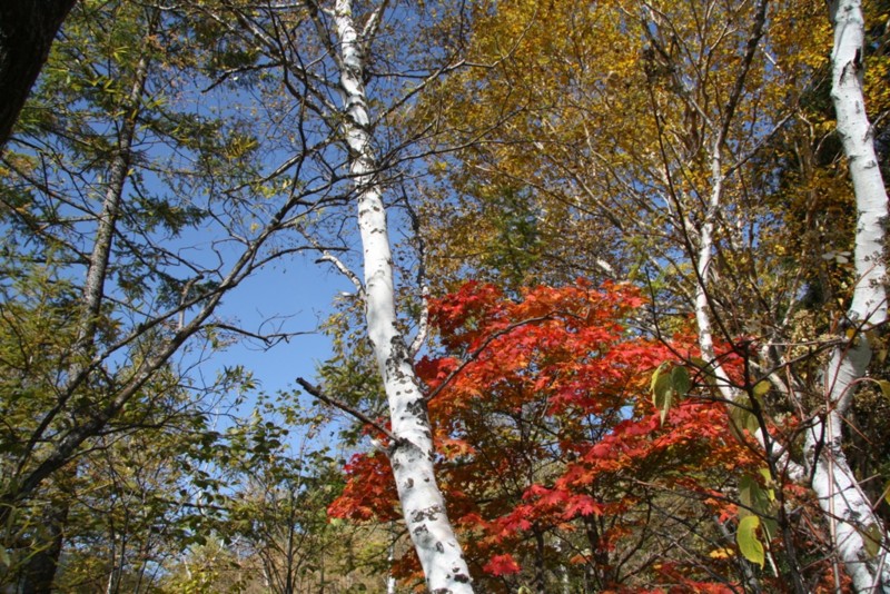 f:id:Csomor:20151009024718j:image:w360 f:id:Csomor:20151009024718j:image:w360