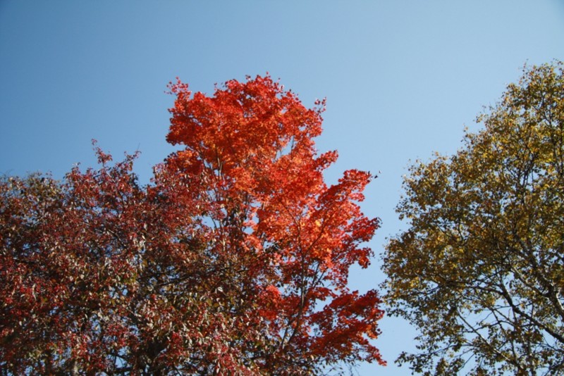 f:id:Csomor:20151009032358j:image:w360 f:id:Csomor:20151009032358j:image:w360