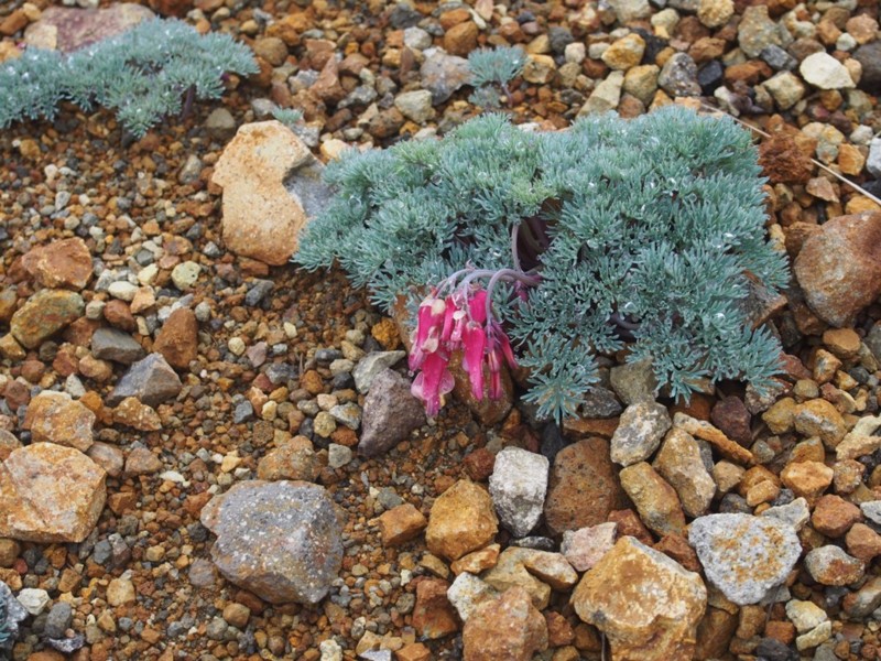 f:id:Csomor:20160614112851j:image:w360