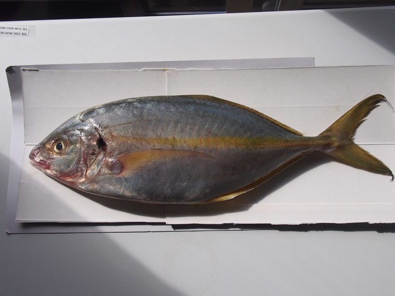 f:id:Csomor:20181014093911j:image:w360