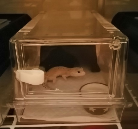 パンテオン 4535 ライト ソケット 2個付き 爬虫類 小動物 ケージ①