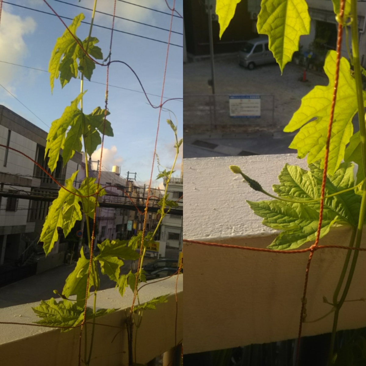 f:id:Curiosityokinawa:20200613192322j:plain f:id:Curiosityokinawa:20200613192322j:plain