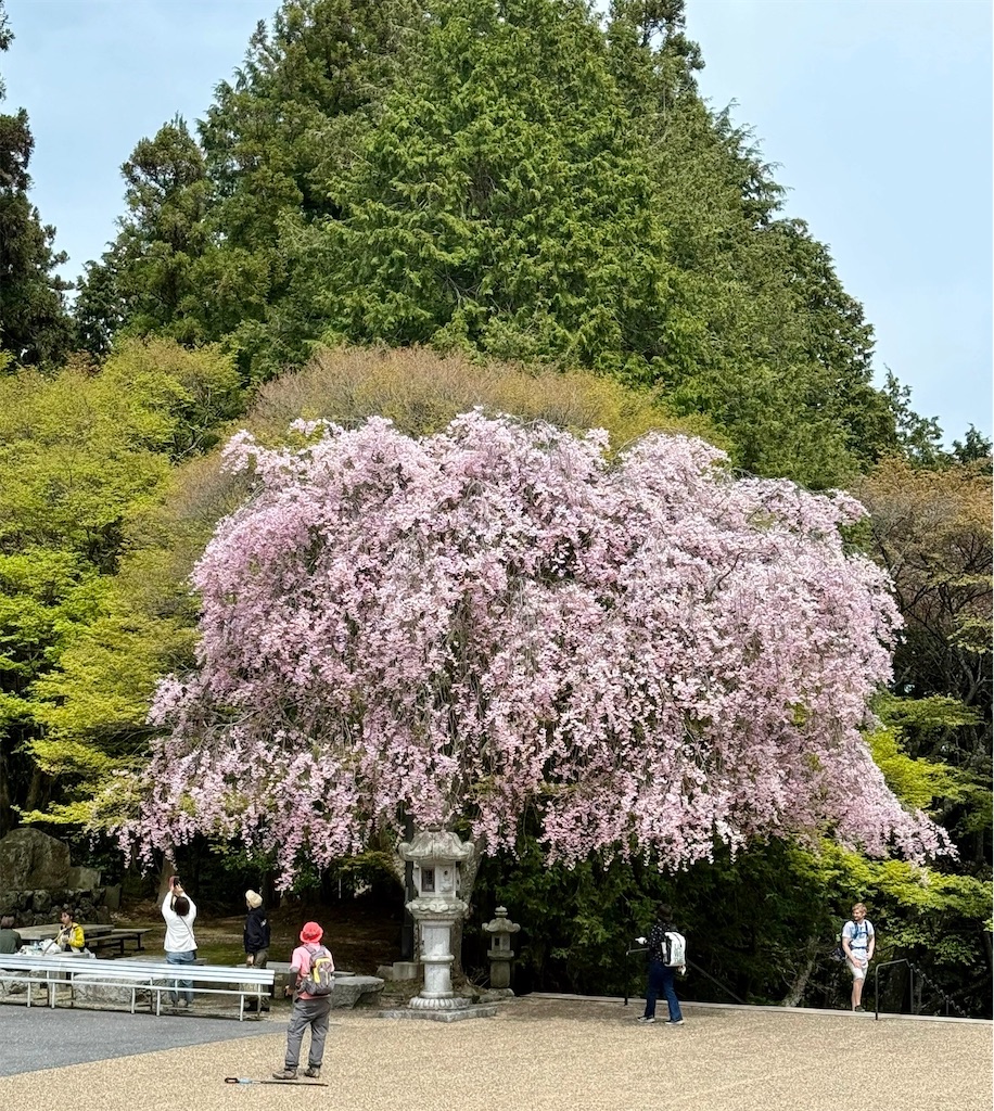 f:id:CustombikeLIGHT:20240422130421j:image f:id:CustombikeLIGHT:20240422130421j:image