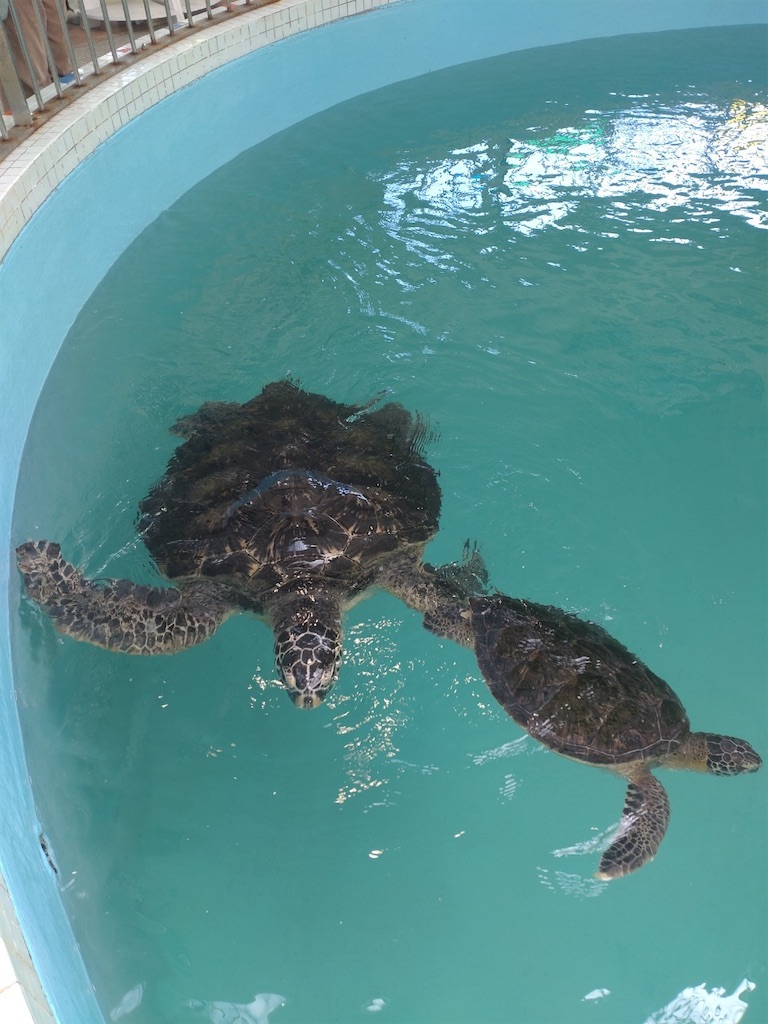 f:id:CustombikeLIGHT:20241016150502j:image