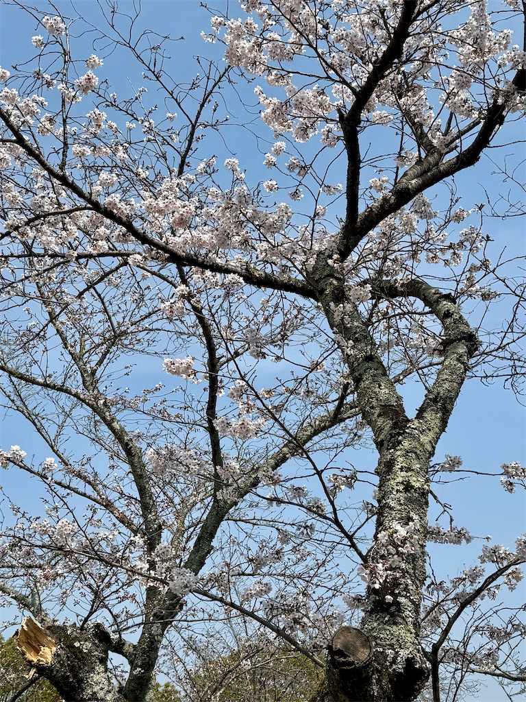 f:id:CustombikeLIGHT:20260604143803j:image