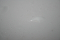 20081115213519