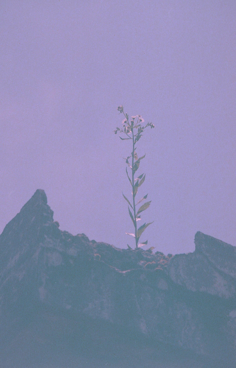 期限切れカラーネガフィルム２０本セット rectangle_large_type_2_c6954ef