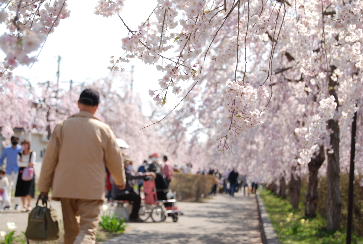 夜桜とは 動植物の人気 最新記事を集めました はてな