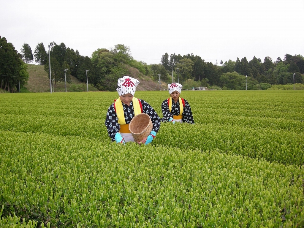 f:id:DDOSHINKANKO:20190114180154j:plain f:id:DDOSHINKANKO:20190114180154j:plain