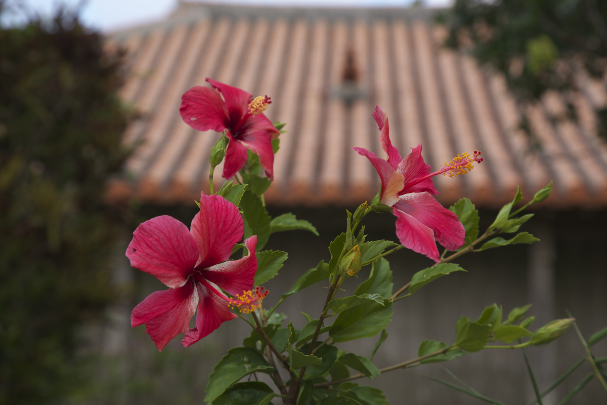 f:id:DDOSHINKANKO:20190815164857j:plain f:id:DDOSHINKANKO:20190815164857j:plain