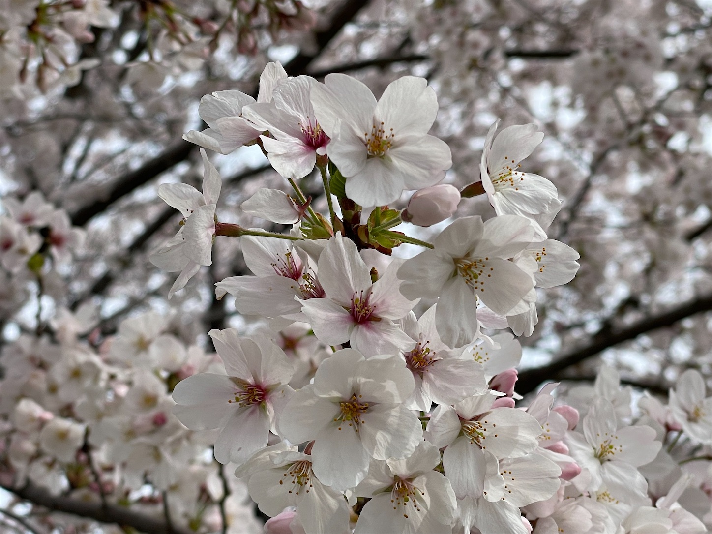 f:id:DELTAELITE-10mmAUTO:20241228064439j:image