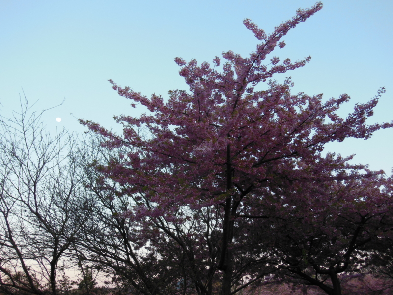 f:id:DENSHA-KING:20130325175218j:image:w360 f:id:DENSHA-KING:20130325175218j:image:w360