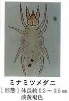 ミナミツメダニ