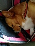 f:id:DOG-LOVER:20060819133445j:image