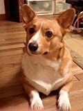 f:id:DOG-LOVER:20061116203954j:image