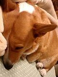 ねぼすけ
