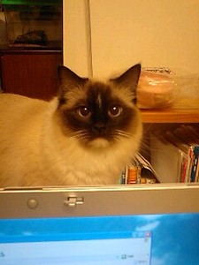 f:id:DOG-LOVER:20070325072925j:image f:id:DOG-LOVER:20070325072925j:image