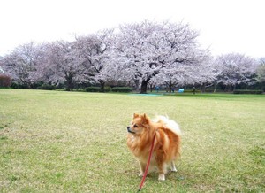 威風堂々ももちゃん