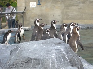 フンボルトペンギン