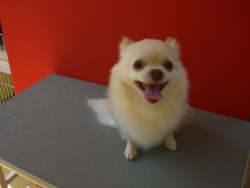 f:id:DOG-Mart:20110331104709j:image f:id:DOG-Mart:20110331104709j:image