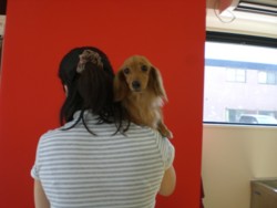 f:id:DOG-Mart:20110331141348j:image f:id:DOG-Mart:20110331141348j:image