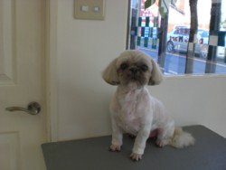 f:id:DOG-Mart:20110331154327j:image f:id:DOG-Mart:20110331154327j:image