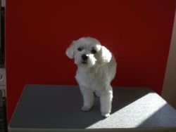 f:id:DOG-Mart:20110331164127j:image f:id:DOG-Mart:20110331164127j:image