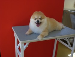 f:id:DOG-Mart:20110401122131j:image f:id:DOG-Mart:20110401122131j:image