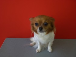 f:id:DOG-Mart:20110401141740j:image f:id:DOG-Mart:20110401141740j:image